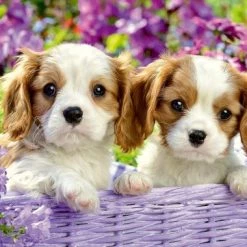 Ravensburger Puzzel Dierenfoto´s - 2x24 Stukjes - Kinderpuzzel 9 Ravensburger Puzzel Dierenfoto´s - 2x24 Stukjes - Kinderpuzzel -Puzzels Verkoop 550x380 12