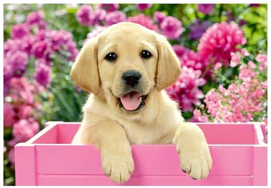 Ravensburger Puzzel Dierenfoto´s - 2x24 Stukjes - Kinderpuzzel 4 Ravensburger Puzzel Dierenfoto´s - 2x24 Stukjes - Kinderpuzzel - Afbeelding 2