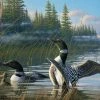 Cobble Hill: Common Loons (1000) Legpuzzel -Puzzels Verkoop 550x397 28