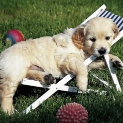 Ravensburger Puzzel Golden Retriever - Legpuzzel - 500 Stukjes -Puzzels Verkoop 550x412 12