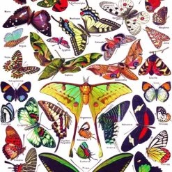 The New York Puzzle Company New York Puzzle Company Butterflies~Papillons - 1000 Pieces -Puzzels Verkoop 550x749 1